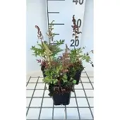 GRDplanten 6x Prachtspirea - Astilbe (a) 'Irrlicht' | 9x9 cm pot