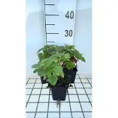GRDplanten 6x Bergamotplant - Monarda hybr. 'Fireball' | 9x9 cm pot