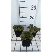 GRDplanten 6x Huislook - Sempervivum hybr. 'Othello' | 9x9 cm pot