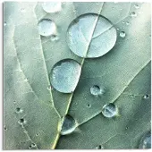 Reinders Glasschilderij Dauwdruppels - 30 x 30 - Glas -