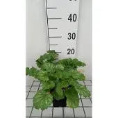 GRDplanten 6x Purperklokje - Heuchera sang. 'White Cloud' | 9x9 cm pot