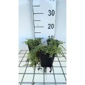GRDplanten 6x Kruiptijm - Thymus praecox 'Pink Chinz' | 9x9 cm pot