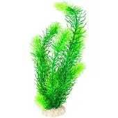 Aqua Della Hornwort