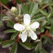 Arborix 6 x Potentilla Tridentata 'Nuuk' - Ganzerik pot 9x9cm