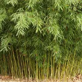 Arborix Fargesia robusta 'Formidable' 60-80cm - Sterke en sierlijke bamboeplant