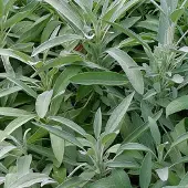 Arborix 6 x Salvia Officinalis - Salie pot 9x9cm