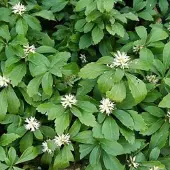 Arborix 6 x Pachysandra terminalis 'Green Carpet' - Pachysandra pot 9x9cm