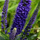 Arborix 6 x Veronica Spicata - Aarereprijs pot 9x9cm