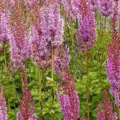 Arborix 6 x Astilbe Chinensis 'Superba' - Astilbe pot 9x9cm