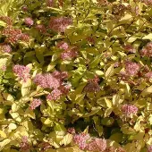 Arborix Spiraea japonica 'Goldmound' - Spierstruik 25-30 cm in pot