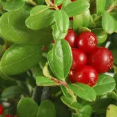 Arborix Vaccinium Macrocarpon - Grote Veenbes 30-40 cm in pot