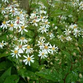 Arborix 6 x Aster Divaricatus - Aster pot 9x9 cm