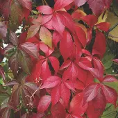 Arborix Parthenocissus Quinquefolia - Wilde wingerd 50-60 cm pot