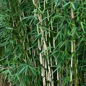 Arborix Fargesia Robusta 'Wolong' 40-60cm - Sterke en sierlijke bamboeplant