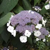 Arborix Hydrangea aspera 'Macrophylla' - Hortensia 60-80 cm in pot