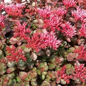 Arborix 6 x Sedum Spurium 'Fuldaglut' - Vetkruid pot 9x9cm