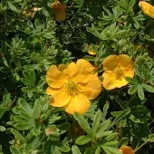 Arborix Potentilla Fruticosa 'Tangerine' - Struikganzerik:Heesterganzerik 20-25 cm pot