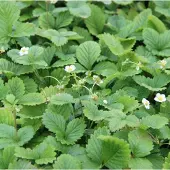 Arborix 6 x Fragaria Vesca 'Alexandria ' - Bosaardbei pot 9x9cm