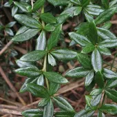 Arborix Berberis Hybrido Gagnepainii 'Chenaultii' - Zuurbes 25-30 cm pot