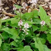 Arborix 6 x Tiarella 'Tiger Stripe' - Perzische Muts pot 9x9cm
