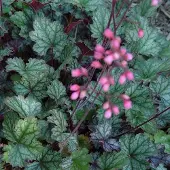 Arborix 3 x Heuchera 'Pewter Moon - Purperklokje pot 9x9cm