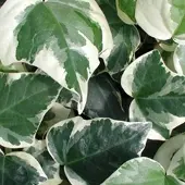Arborix Hedera Algeriensis 'Gloire De Marengo' - Klimop 50-60 cm pot