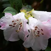 Arborix Rhododendron 'Cilpinense' 20-30 cm pot