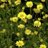 Arborix 6 x Anthemis hybrida 'Kelwayi' - Kamille pot 9x9cm
