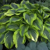 Arborix 6 x Hosta 'Aureomarginata'-Hartlelie pot 9x9cm