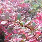 Arborix Berberis Media 'Parkjuweel' Zuurbes 25 - 30 cm in pot