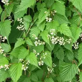 Arborix Stephanandra tanakae - Grote kransspirea 30-40 cm in pot