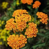 Arborix 6 x Achillea 'Walter Funcke' - Duizendblad pot 9x9 cm