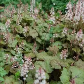 Arborix 6 x Tiarella Wherryi - Perzische Muts pot 9x9cm