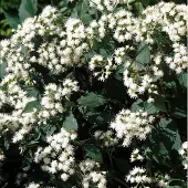 Arborix 6 x Eupatorium Rugosum 'Chocolate' - Koninginnekruid pot 9x9cm
