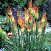 Arborix 6 x Kniphofia Uvaria - Vuurpijl pot 9x9cm