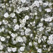 Arborix 6 x Gypsophila Paniculata 'Bristol Fairy' - Gipskruid pot 9x9cm