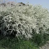 Arborix Spiraea thunbergii - Spierstruik 40-60 cm in pot