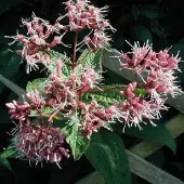 Arborix 6 x Eupatorium purpureum - Koninginnekruid pot 9x9 cm