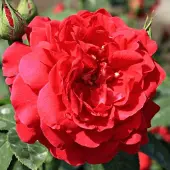 Arborix Rosa 'Diablotin' - Prachtige planten voor in de tuin