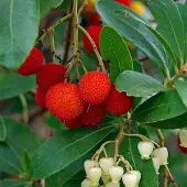 Arborix Arbutus Unedo - Aardbeiboom 25-30 cm in pot