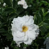 Arborix Rosa 'Blanc Double de Coubert' - Witte Dubbele Bloem Rozenstruik