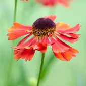 Arborix 6 x Helenium 'Moerheim Beauty' - Zonnekruid pot 9x9cm
