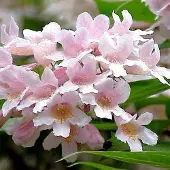 Arborix Kolkwitzia amabilis 'Pink Cloud' - Koninginnenstruik 30-50 cm in pot