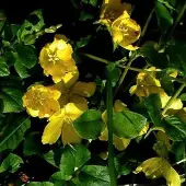 Arborix 6 x Lysimachia Nummularia - Penningkruid pot 9x9cm