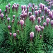 Arborix 6 x Liatris Spicata 'Kobold' - Lampepoetser pot 9x9cm