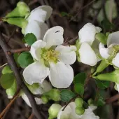 Arborix Chaenomeles Superba 'Jet Trail'' Dwergkwee 30-40 cm in pot