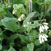 Arborix 6 x Symphytum Grandiflorum -Smeerwortel pot 9x9cm