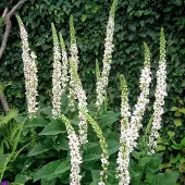 Arborix 6 x Verbascum Nigrum Album - Toorts pot 9x9cm