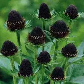 Arborix 3 x Rudbeckia Occidentalis 'Black Beauty' - Zonnehoed pot 9x9cm