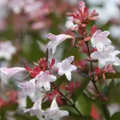 Arborix Abelia Grandiflora - Abelia 25-30 cm in pot
